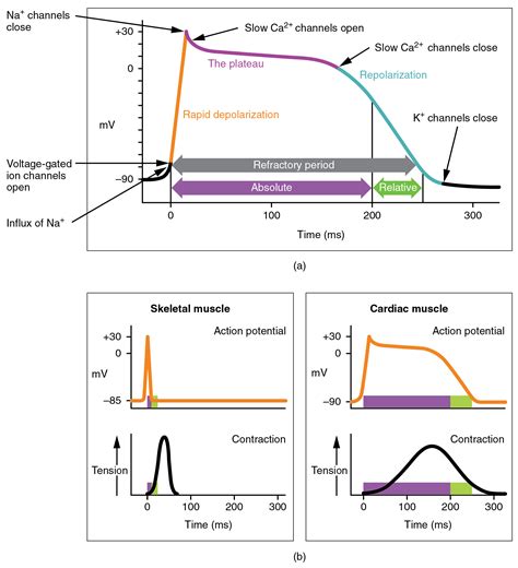 Cardiac Muscle and Electrical Activity · Anatomy and Physiology