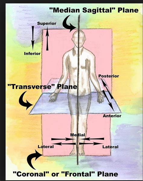 Example Of Superior In Anatomy Anatomical Directional Terms Part 2 Ll