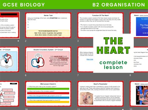 Heart Function GCSE 的图像结果
