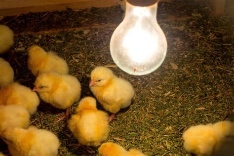 Image result for Brooder Temperature Chart