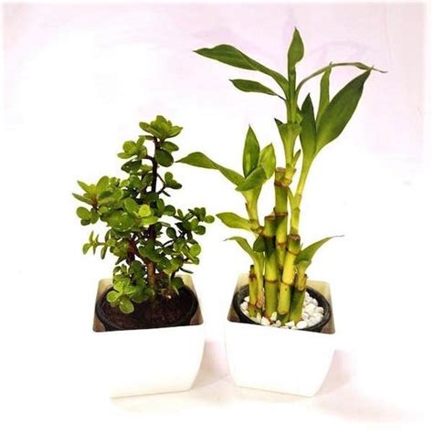 Buy Jade Plants online from Nurserylive at lowest price.