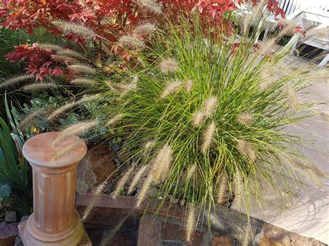 What Is Little Bunny Grass - Growing Little Bunny Dwarf Fountain Grass