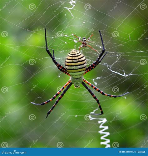 Banded garden spider stock image. Image of banded, araneidae - 216118715