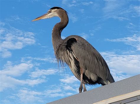 GREAT HERON INN (Indian Rocks Beach) - Motel Reviews & Photos - Tripadvisor