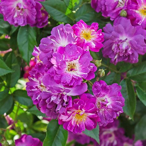 Training Roses On Structures - How To Train A Climbing Rose Bush ...