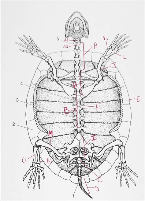 Image result for Turtle Shell Back Muscles
