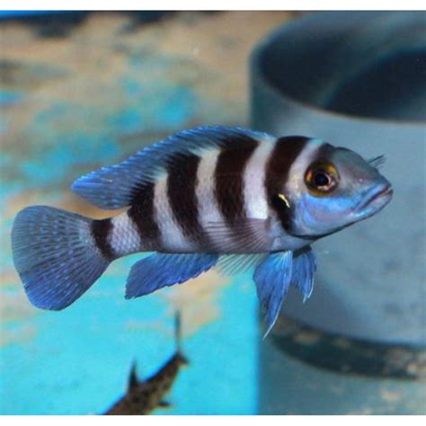 NEOLAMPROLOGUS TRETOCEPHALUS (BULUPOINT) 1.2inch