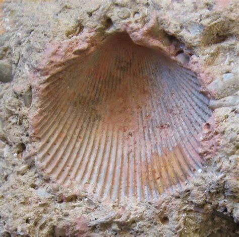 Cast Fossil Kid Definition at Susan Ferry blog