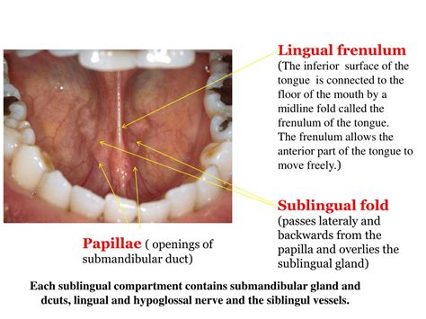 PPT - Anatomy and Structure of the Oral Cavity: A Comprehensive ...
