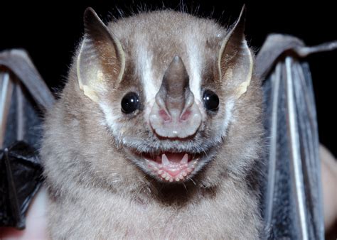 Mexican Tail Bat
