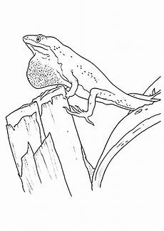 malvorlagen gratis gecko gecko ausmalbilder malvorlagen 100 kostenlos malvorlagen gratis gecko gecko ausmalbilder malvorlagen 100 kostenlos