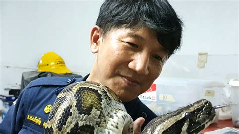When Snakes Slither Into Bangkok Homes, This Is The Wrangler Who Gets ...