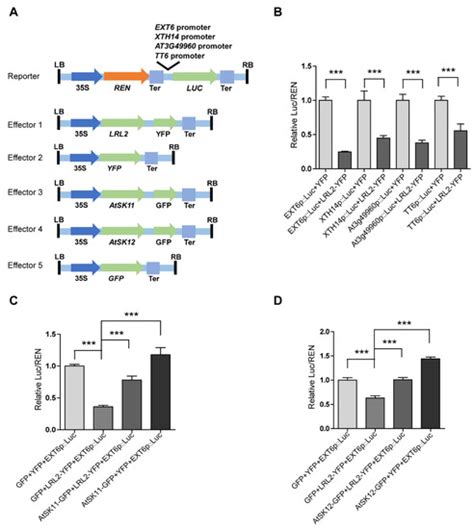 AtSK11 and AtSK12 Mediate the Mild Osmotic Stress-Induced Root Growth ...