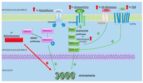 Osteoblast Dysfunction in Non-Hereditary Sclerosing Bone Diseases