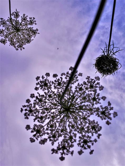 The Sip that Killed Socrates: Poison Hemlock - DrinkingFolk