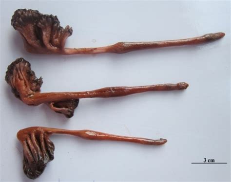 Integrated taxonomic Information System | Centre For Marine Living ...
