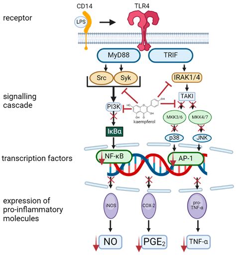 Hepatoprotective Effect of Kaempferol—A Review