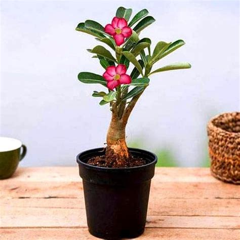 Top 10 Landscaping Plants to Brighten Your Garden Space | Nurserylive