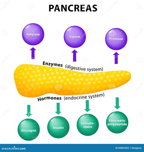 Pancreas. Secretory Function Stock Vector - Illustration of body ...