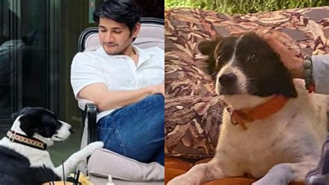 Mahesh Babu's Pet Dog Pluto Dies, Namrata Shirodkar & Sitara Share ...