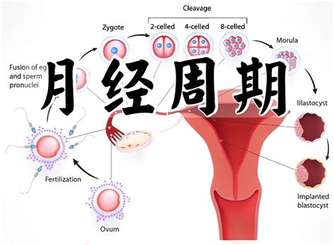 女人来月经，25天和35天，哪种女性老得快_人民号