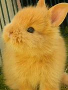 Image result for Baby Bunnies Pictures