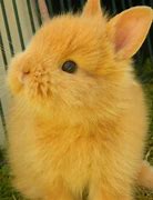 Image result for Bunnies Breeds