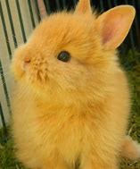 Image result for Cute White Bunny Rabbits