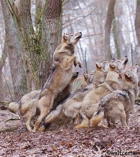 Wolves 的图像结果