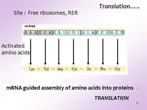 Image result for Translation Genetic Code