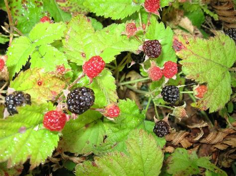 25 TRAILING BLACKBERRY Pacific Rubus Ursinus Vining Shrub Fruit Berry – Seedville USA