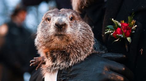 Groundhog Day 2025: What did the groundhog say? Did he see his shadow?