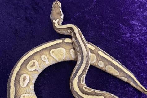 Image result for Lesser Ball Python