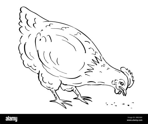Drawing sketch style illustration of an ISA Brown crossbreed of chicken ...