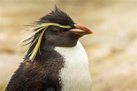 Rockhopper Penguin Bird Facts - A-Z Animals