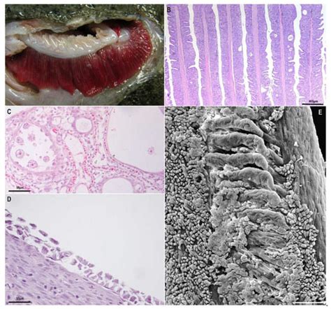 Diseases Caused by Amoebae in Fish: An Overview