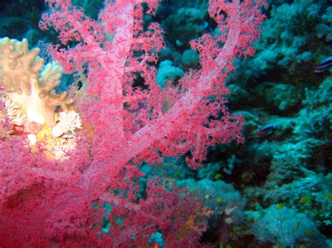 Amazing sea life | Coral reef color, Soft corals, Sea colour