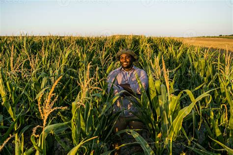 Farmer is standing in his growing corn field. 23256713 Stock Photo at ...
