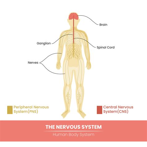 Image result for Nervous System Main Function