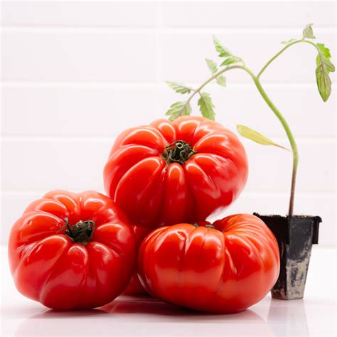 Salinas Nursery Garden Plants