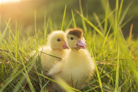 100+ Amazing Duck Names For Your Flock - A-Z Animals