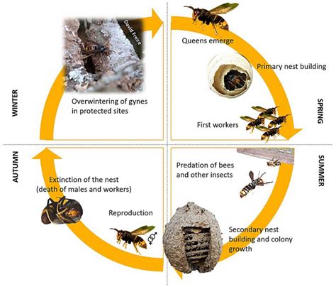 Behaviour of Vespa velutina nigrithorax (Hymenoptera: Vespidae) under ...