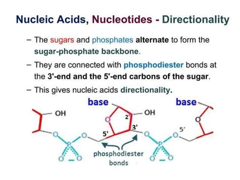 Image result for RNA Replication