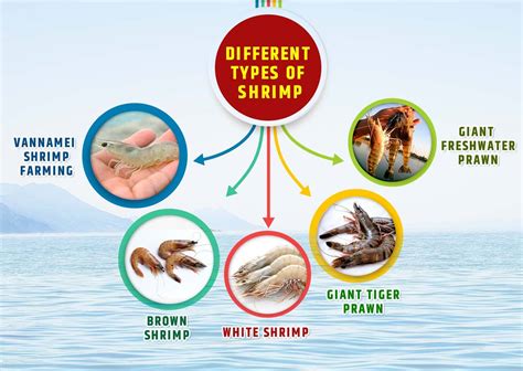 Shrimp Farming - Profitable Aquaculture Business In India