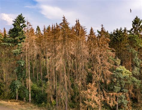 BMEL korrigiert Zahlen zu Waldschäden nach oben | agrarheute.com