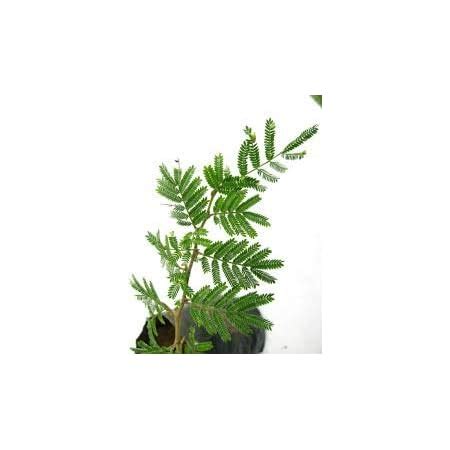 Shami Tree/Banni Tree/Vanni Maram- Live Plant With Pot : Amazon.in ...