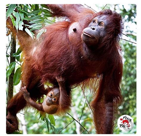 28 incredible borneo animals and the best places to see borneo wildlife – Artofit