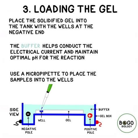 DNA Fingerprinting Examples 的图像结果