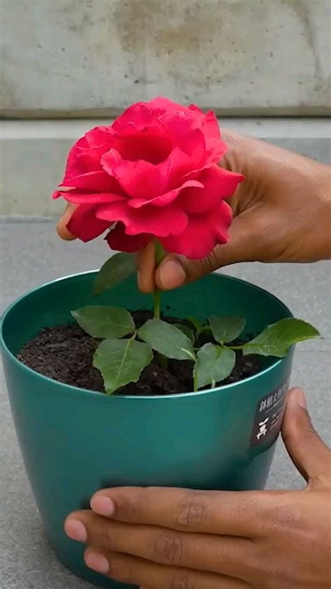 Planting Roses Tips 的图像结果