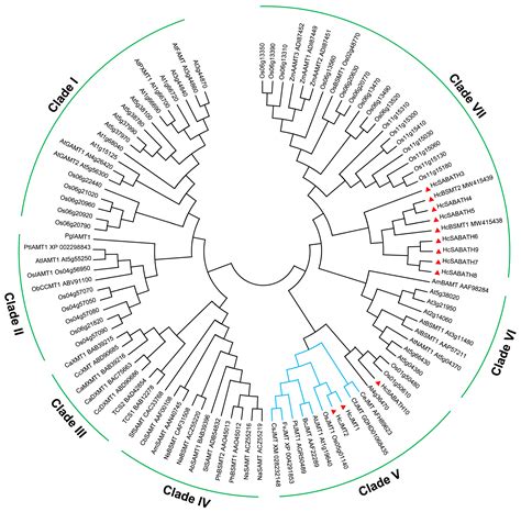 Identification and Characterization of Jasmonic Acid Methyltransferase ...